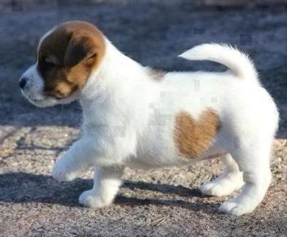 #SIgn of Love Puppy. This is a first for sure. 